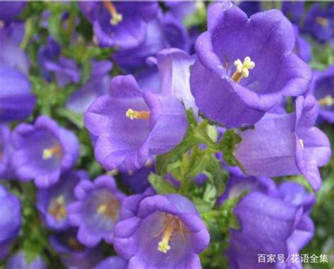 風鈴花花語|風鈴花的花語和寓意